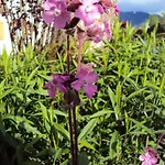 Gaestehaus Fischer * Rotta