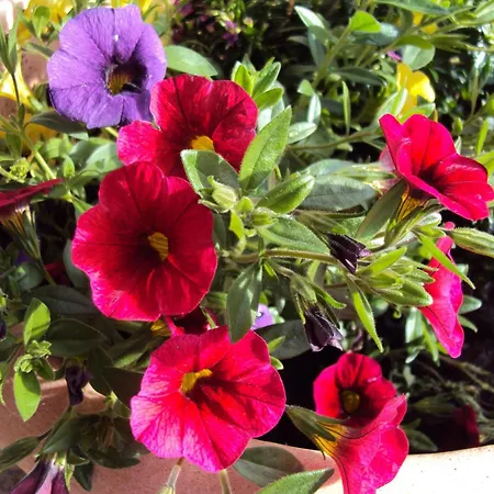 Gaestehaus Fischer Διαμέρισμα Rotta